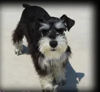 Sterling , a male Miniature Schnauzer for sale in Turkey, NC – 3 of 4