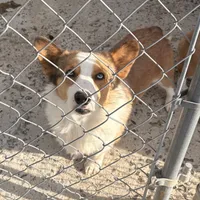 Bandit , a male Pembroke Welsh Corgi for sale in Turkey, NC – 4 of 5