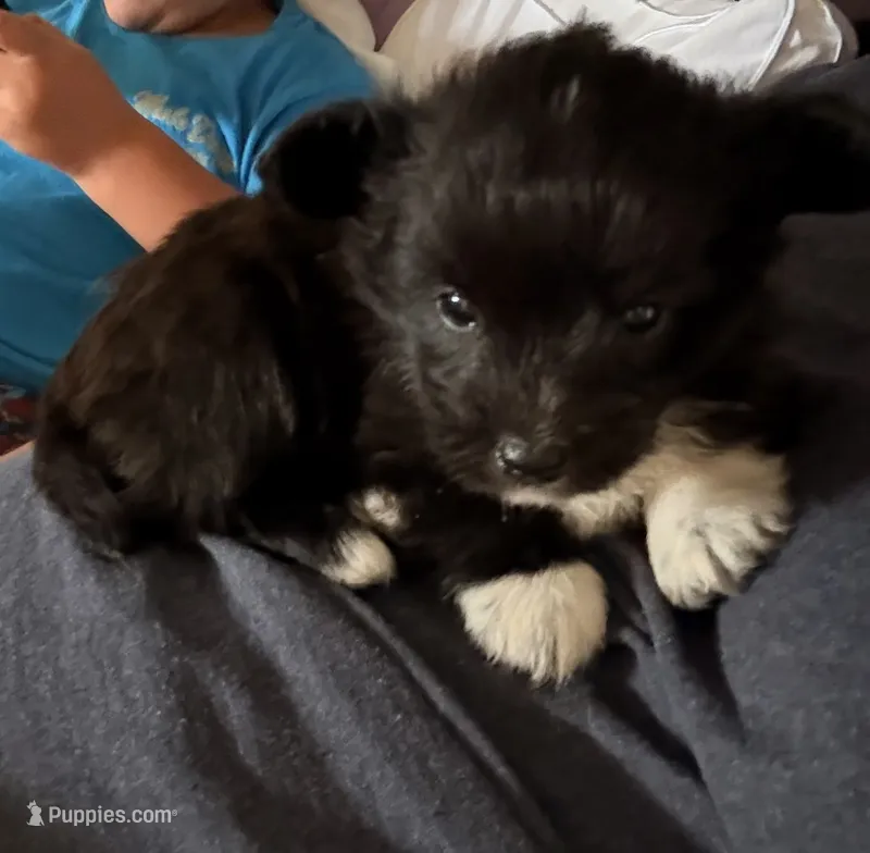 Odie  – Pembroke Welsh Corgi, Poodle - Toy  puppy for sale in Turkey, NC