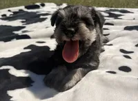 Otto, a male Miniature Schnauzer for sale in Turkey, NC – 2 of 9