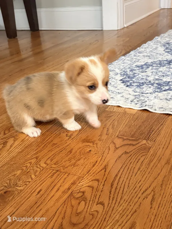 Daisy  – Pembroke Welsh Corgi puppy for sale in Turkey, NC