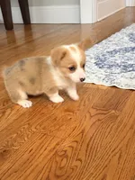 Daisy , a female Pembroke Welsh Corgi for sale in Turkey, NC – 4 of 8