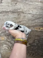 Cooper, a male Pembroke Welsh Corgi for sale in Turkey, NC – Photo 1 of 3