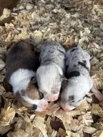 Cooper, a male Pembroke Welsh Corgi for sale in Turkey, NC – Photo 3 of 3