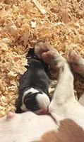 Panda, a female Boston Terrier for sale in Turkey, NC – 1 of 2