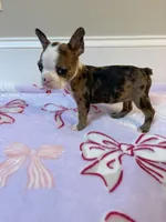 Peaches , a female Boston Terrier for sale in Turkey, NC – 2 of 5