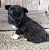 Odie , a male Pembroke Welsh Corgi and Poodle - Toy  for sale in Turkey, NC – 2 of 3