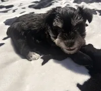 Sterling , a male Miniature Schnauzer for sale in Turkey, NC – 5 of 6