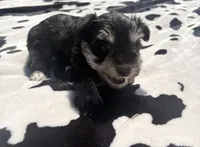 Sterling , a male Miniature Schnauzer for sale in Turkey, NC – 2 of 6