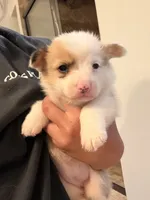 Lucy, a female Pembroke Welsh Corgi for sale in Turkey, NC – 2 of 4