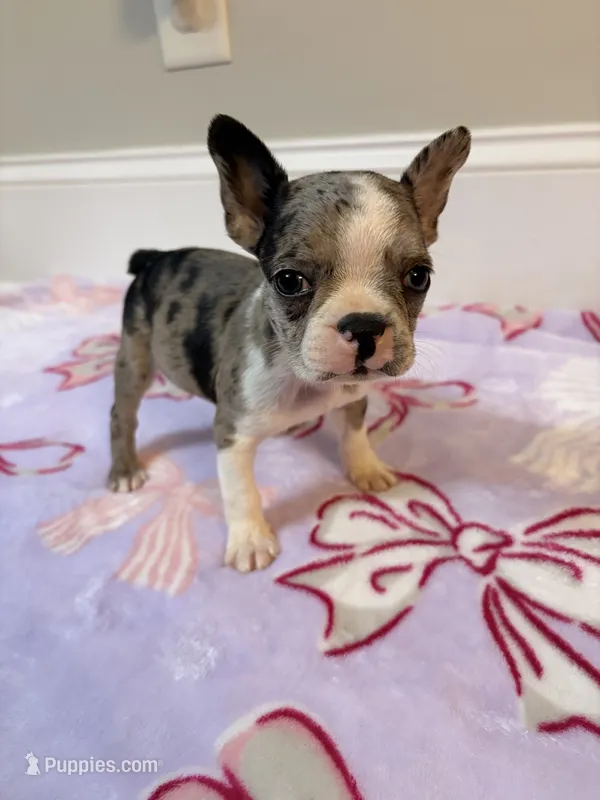 Cookie – Boston Terrier puppy for sale in Turkey, NC