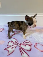 Peaches , a female Boston Terrier for sale in Turkey, NC – 3 of 5