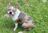 Pebbles , a female Boston Terrier for sale in Turkey, NC – 2 of 3