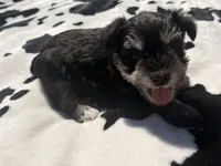 Sterling , a male Miniature Schnauzer for sale in Turkey, NC – 1 of 6