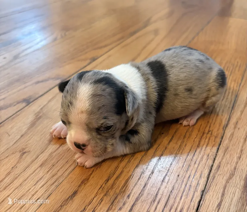 Cookie – Boston Terrier puppy for sale in Turkey, NC