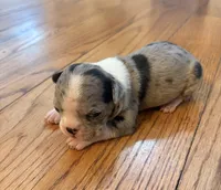 Cookie, a female Boston Terrier for sale in Turkey, NC – 1 of 3