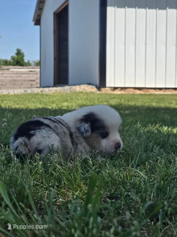 Bandit  – Pembroke Welsh Corgi puppy for sale in Turkey, NC