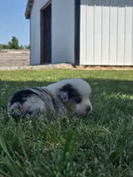 Bandit , a male Pembroke Welsh Corgi for sale in Turkey, NC – 1 of 5