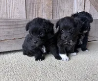 Odie , a male Pembroke Welsh Corgi and Poodle - Toy  for sale in Turkey, NC – 3 of 3