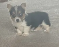 Indy, a female Pembroke Welsh Corgi for sale in Turkey, NC – 3 of 3