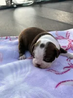 Rosie, a female Boston Terrier for sale in Turkey, NC – Photo 2 of 2