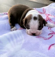 Rosie, a female Boston Terrier for sale in Turkey, NC – Photo 1 of 2