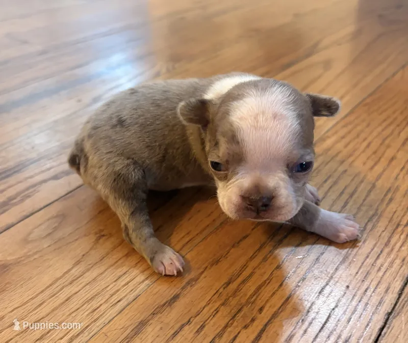 Pebbles  – Boston Terrier puppy for sale in Turkey, NC