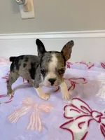 Cookie, a female Boston Terrier for sale in Turkey, NC – 1 of 5
