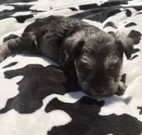 Otto, a male Miniature Schnauzer for sale in Turkey, NC – 8 of 9