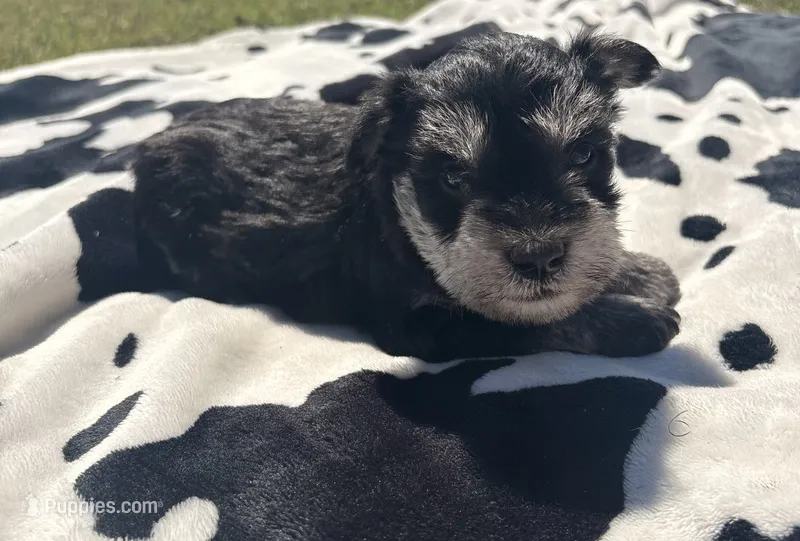 Alfie  – Miniature Schnauzer puppy for sale in Turkey, NC