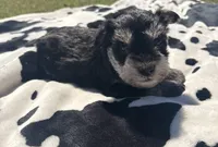 Alfie , a male Miniature Schnauzer for sale in Turkey, NC – 1 of 4
