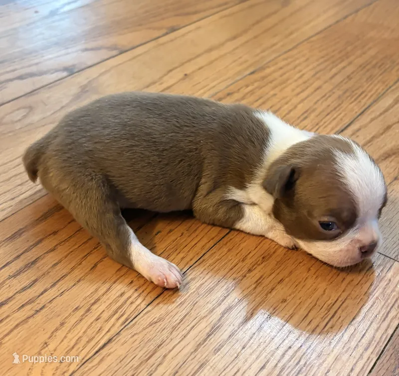 Ruby – Boston Terrier puppy for sale in Turkey, NC