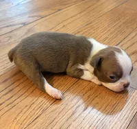 Ruby, a female Boston Terrier for sale in Turkey, NC – 1 of 3