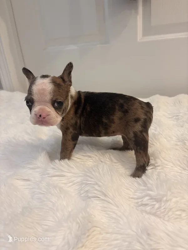 Chocolate Merle Peaches – Boston Terrier puppy for sale in Turkey, NC