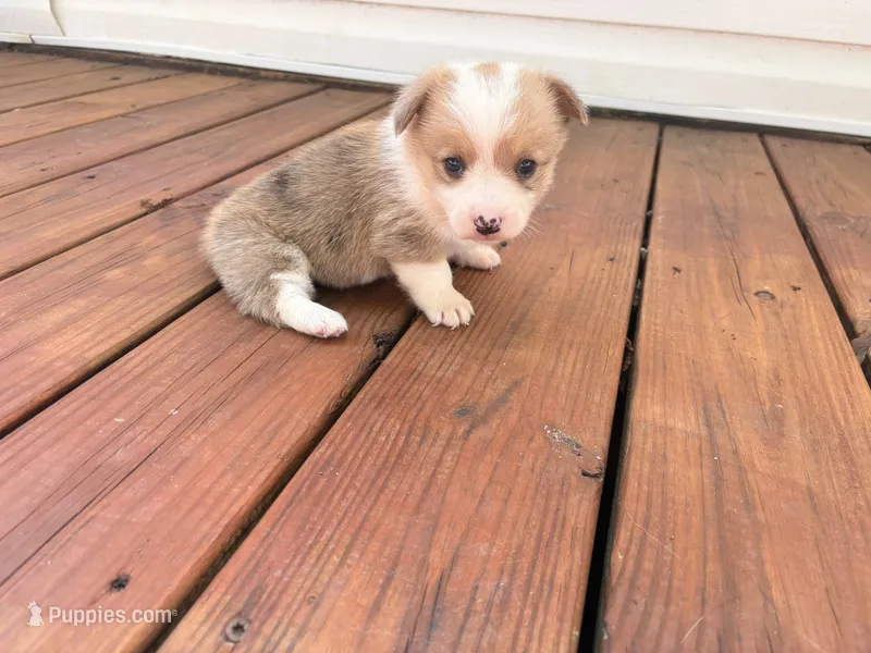 Daisy  – Pembroke Welsh Corgi puppy for sale in Turkey, NC