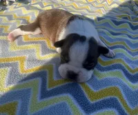 Max, a male Boston Terrier for sale in Turkey, NC – Photo 4 of 5