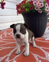 Max, a male Boston Terrier for sale in Turkey, NC – Photo 3 of 5