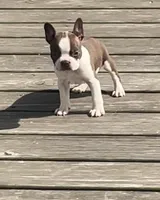 Max, a male Boston Terrier for sale in Turkey, NC – Photo 1 of 5