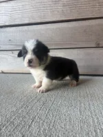 Jet , a male Pembroke Welsh Corgi for sale in Turkey, NC – 1 of 1