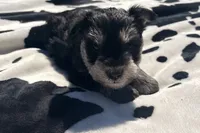 Alfie , a male Miniature Schnauzer for sale in Turkey, NC – 2 of 4