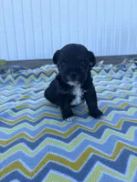 Bentley, a male Yorkipoo for sale in Turkey, NC – Photo 2 of 3