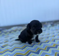 Bentley, a male Yorkipoo for sale in Turkey, NC – Photo 3 of 3