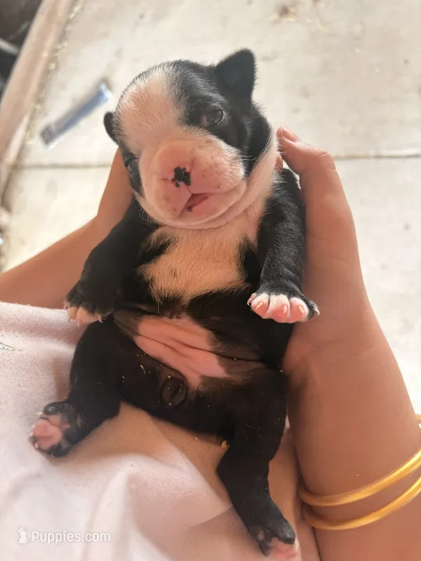 Panda – Boston Terrier puppy for sale in Turkey, NC