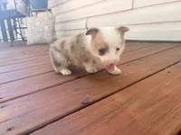 Lucy, a female Pembroke Welsh Corgi for sale in Turkey, NC – 4 of 4