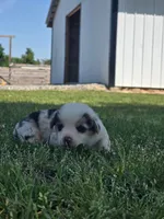 Bandit , a male Pembroke Welsh Corgi for sale in Turkey, NC – 3 of 5