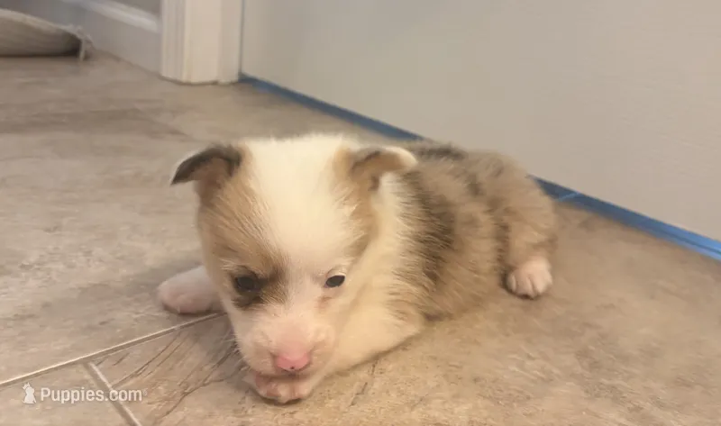 Lucy – Pembroke Welsh Corgi puppy for sale in Turkey, NC