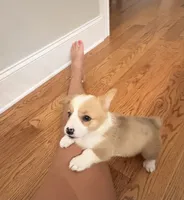 Daisy , a female Pembroke Welsh Corgi for sale in Turkey, NC – 3 of 8