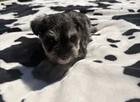 Otto, a male Miniature Schnauzer for sale in Turkey, NC – 9 of 9