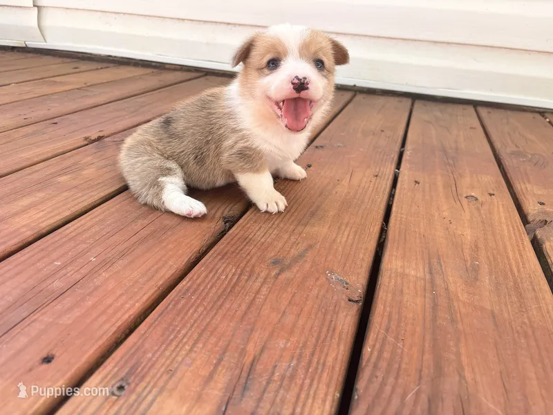 Daisy  – Pembroke Welsh Corgi puppy for sale in Turkey, NC