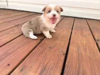 Daisy , a female Pembroke Welsh Corgi for sale in Turkey, NC – 1 of 4